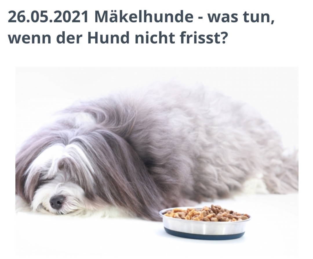 WEBINAR MÄKELHUNDE WAS TUN, WENN DER HUND NICHT FRISST
